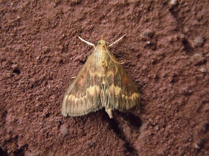 Pyrausta despicata???